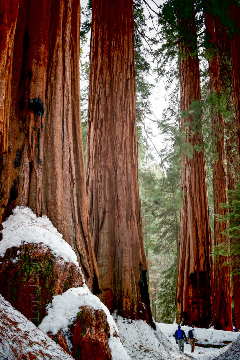 In the Forest Fridays The House in Sequoia National Park