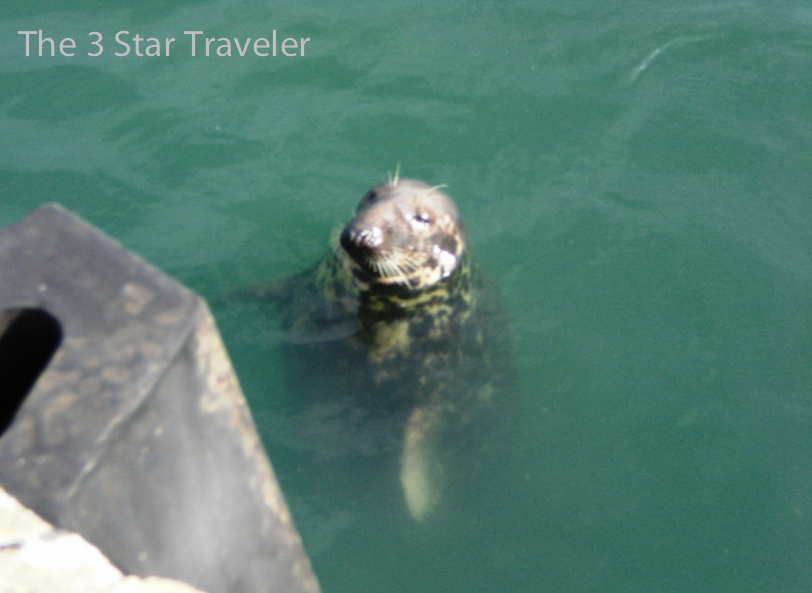 Grey Seal in Howth, Ireland | The 3 Star Traveler