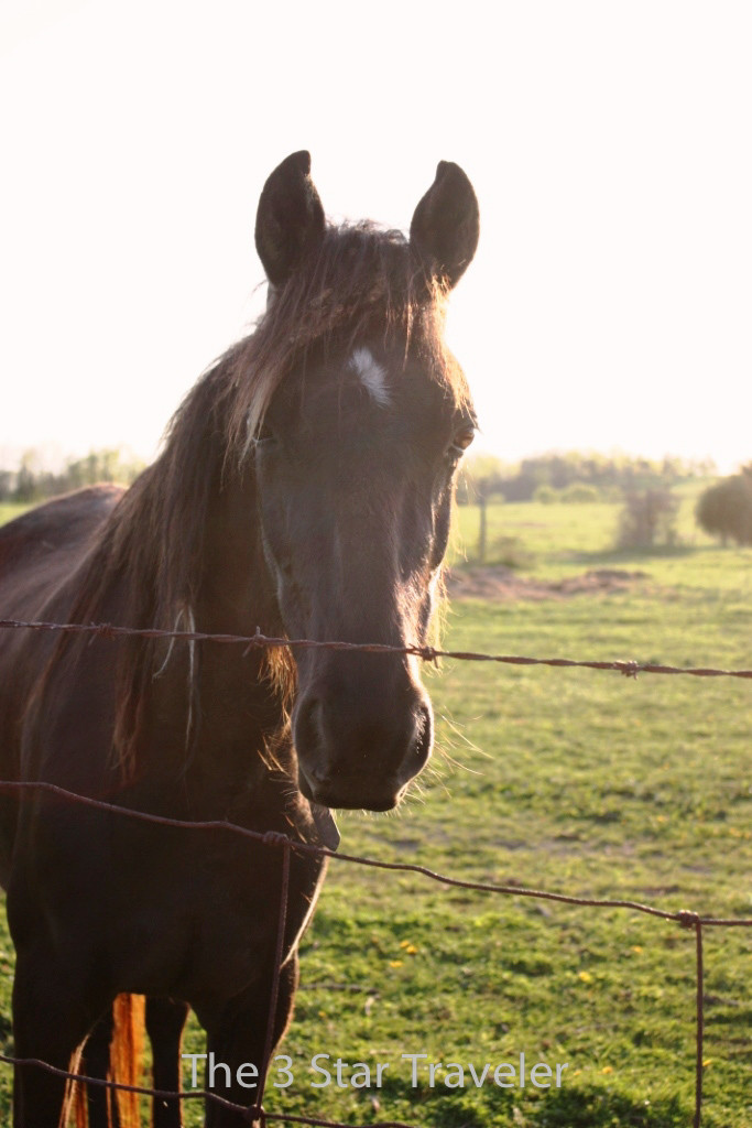 Rescue Horses in Rural Kentucky | The 3 Star Traveler