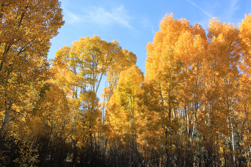 The Aspens During Fall in Lake Tahoe | The 3 Star Traveler