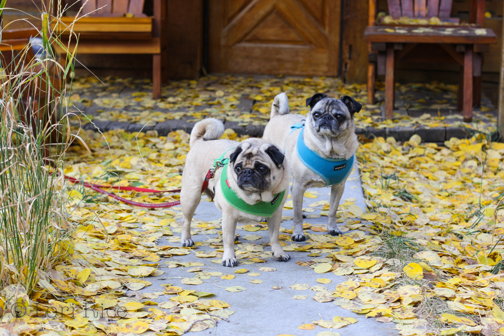 Fall in Lake Tahoe | Sorensen's Resort: Dog Friendly Lodging Near Lake Tahoe | The 3 Star Traveler