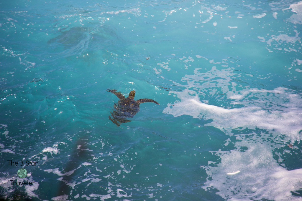 Sea Turtles at Queen's Bath Kauai